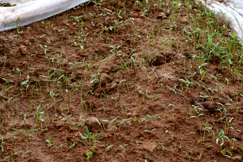 201808082008375857.jpg 201808082008375857.jpg